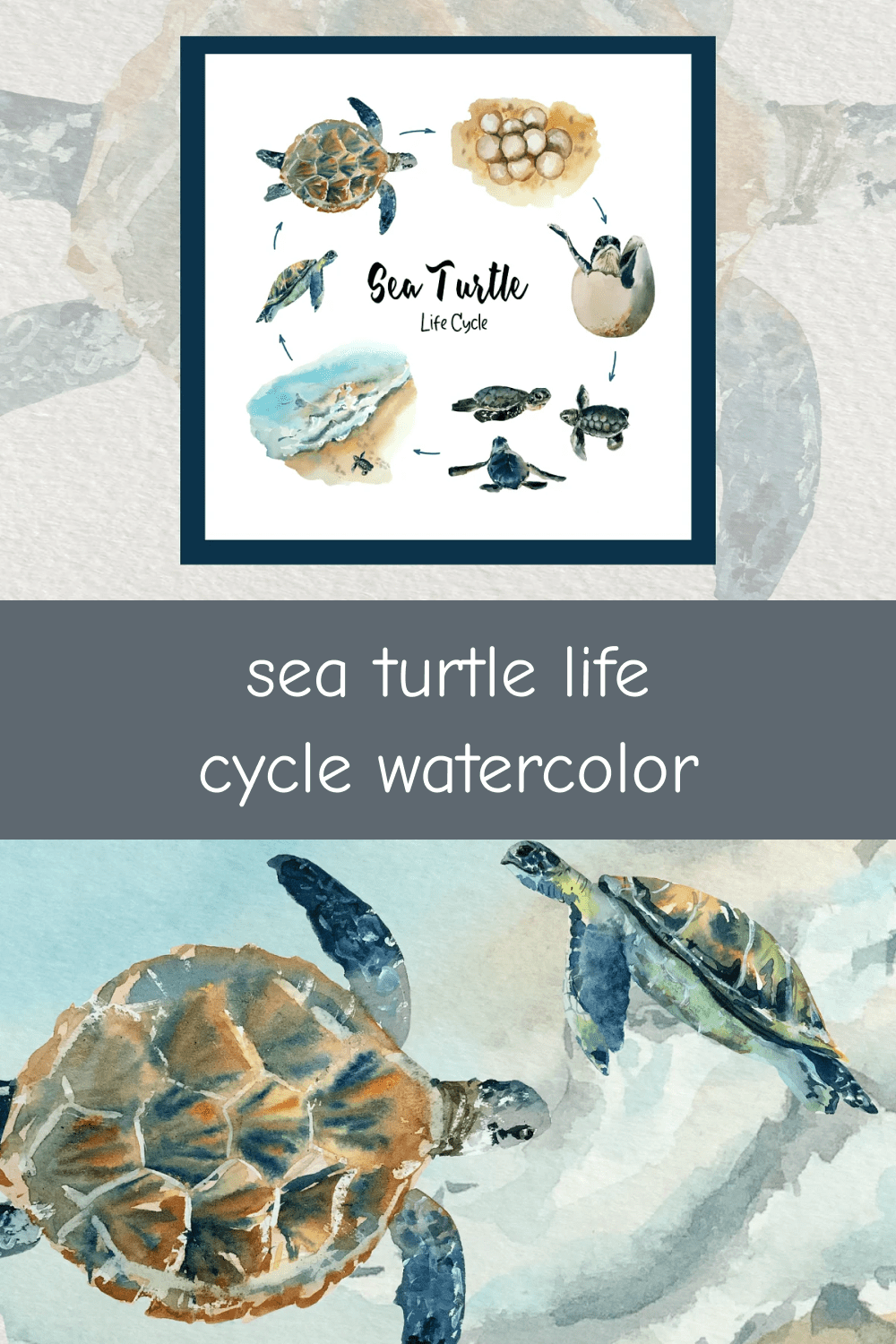 Sea Turtle Life Cycle Watercolor.