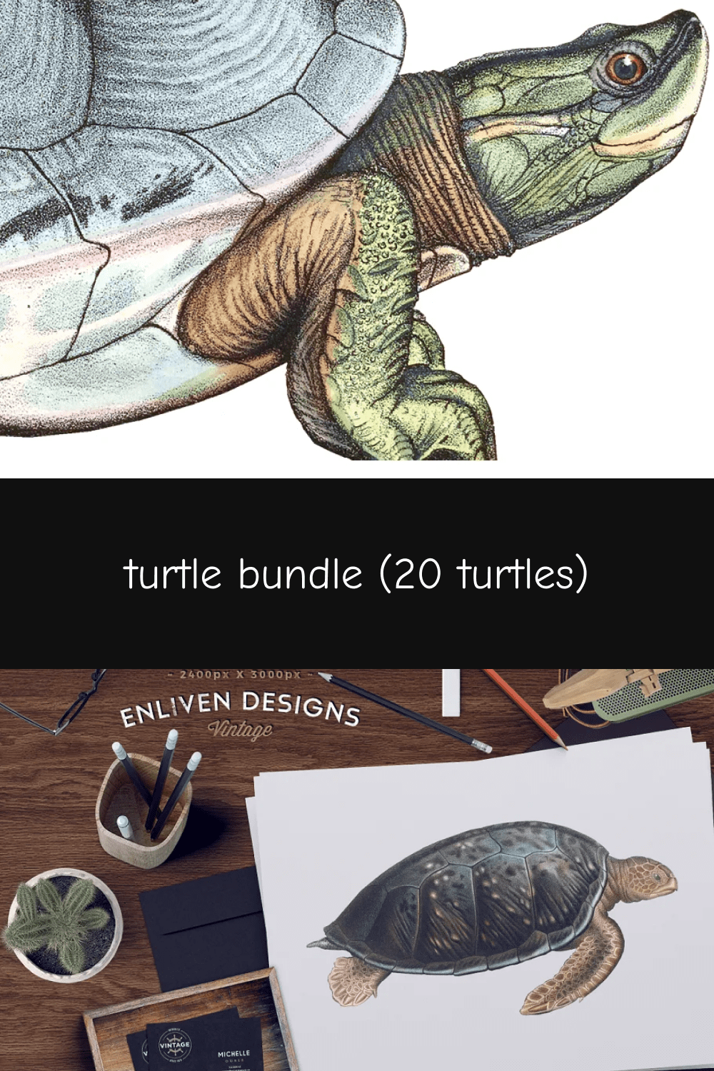 03 turtle bundle 20 turtles pinterest