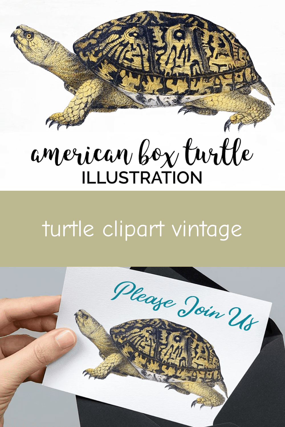 Turtle Clipart Vintage.