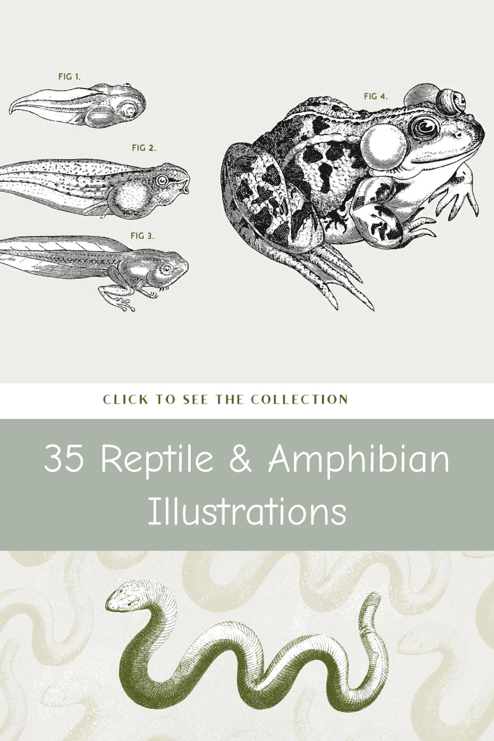 04 35 reptile amphibian illustrations 1000h1500