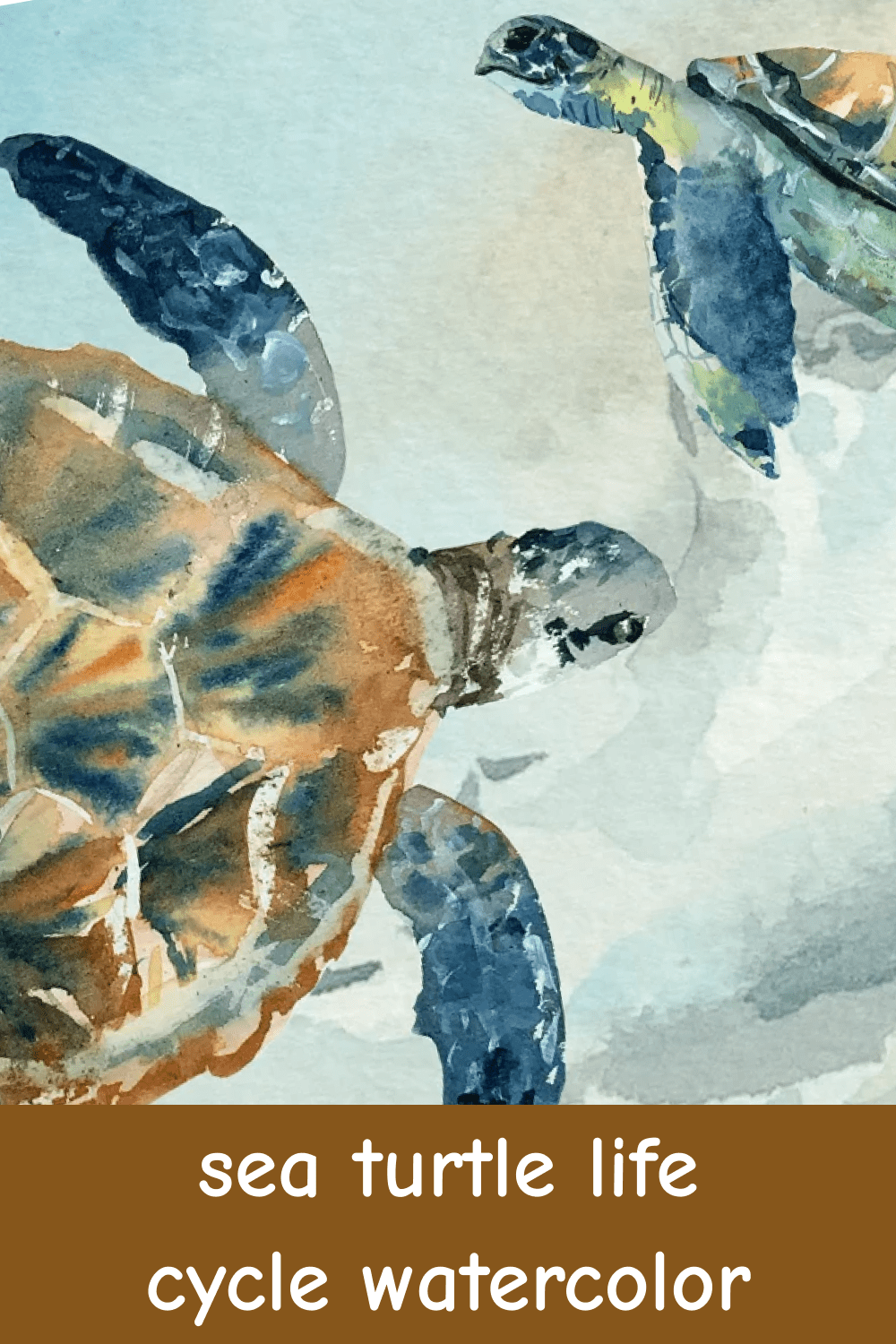 Sea Turtle Life Cycle Watercolor.