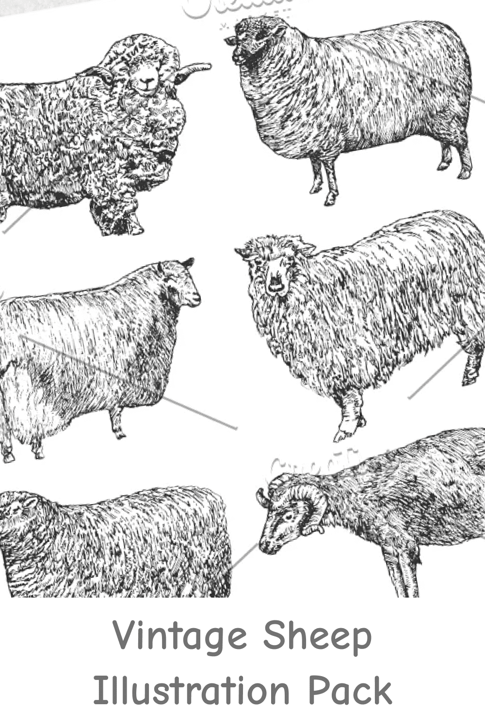 Vintage Sheep Illustration Pack.