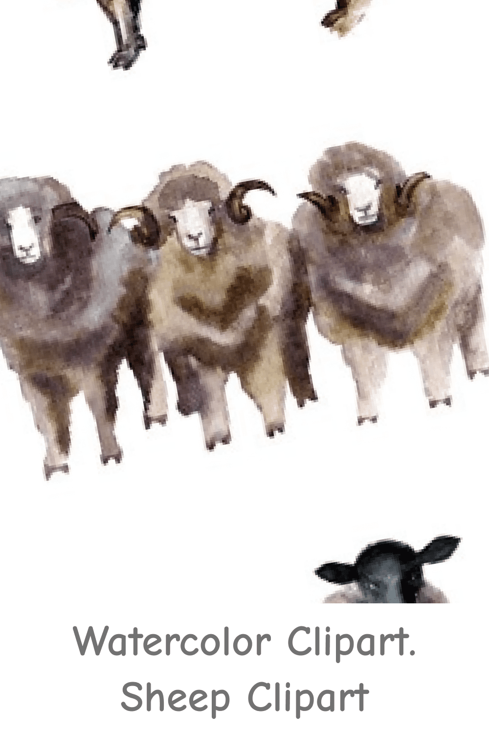 Watercolor Clipart. Sheep Clipart.