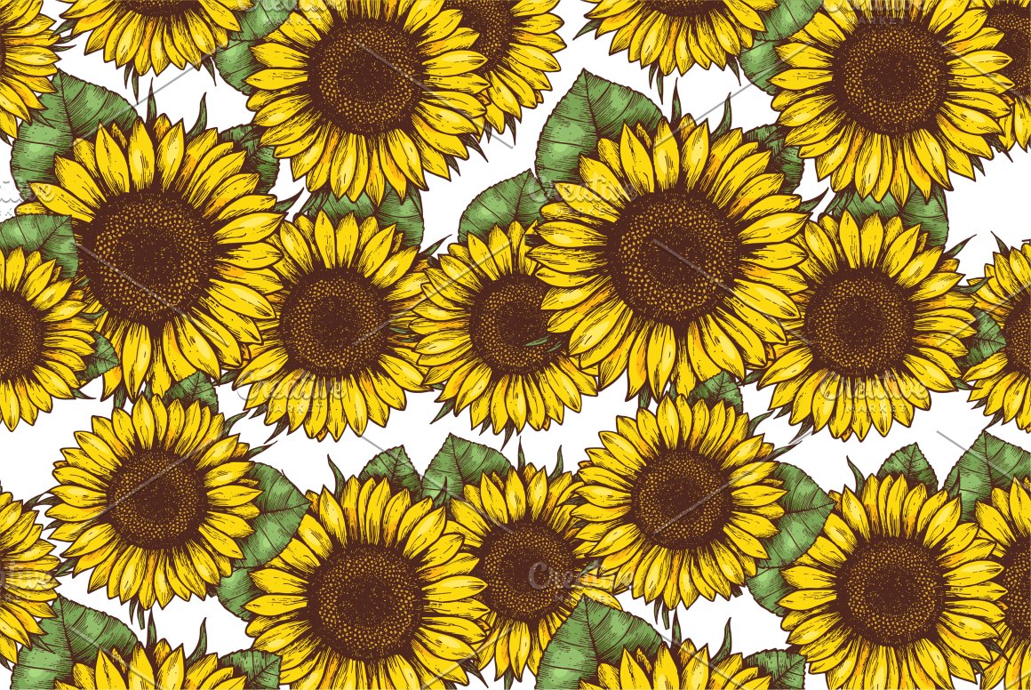 Sunflower Illustrations.