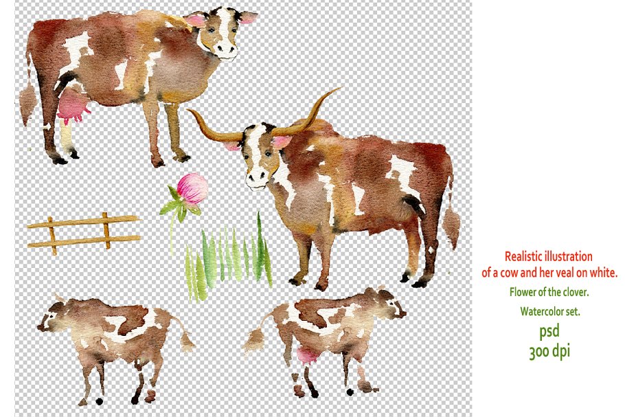Realistic illustrations of a cow and flower on the clover.