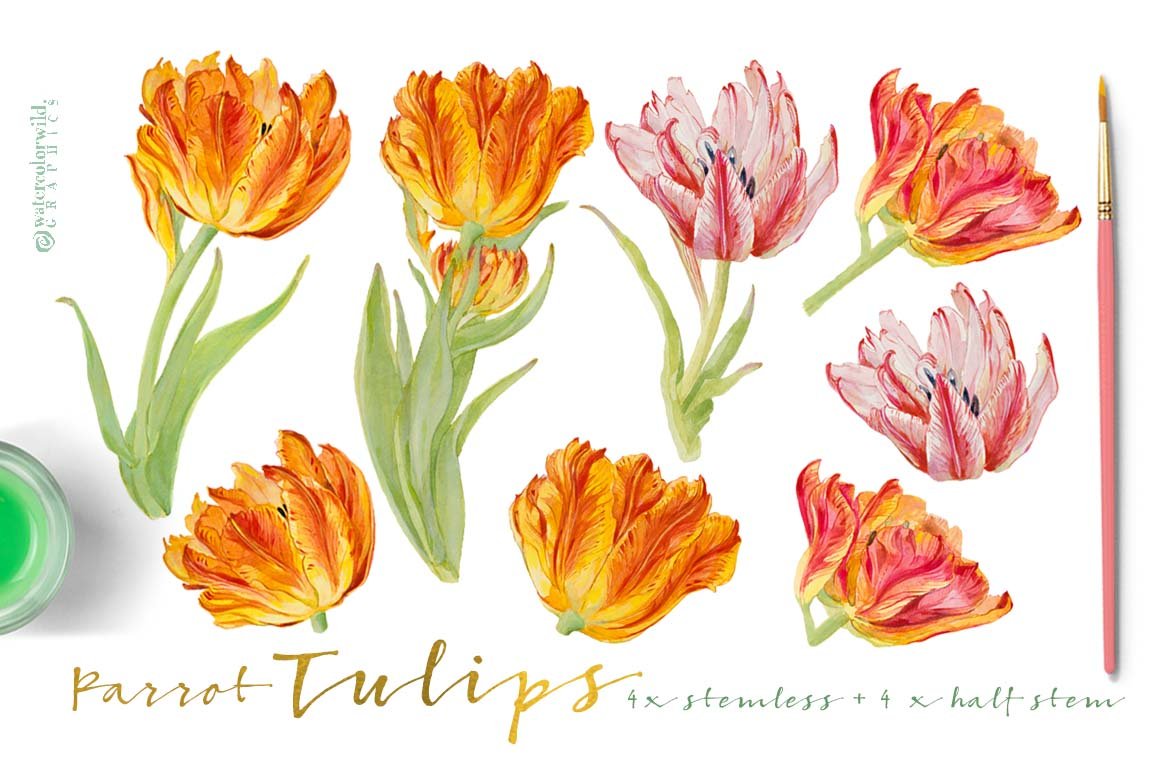 Vintage Parrot Tulips-Clipart Set.