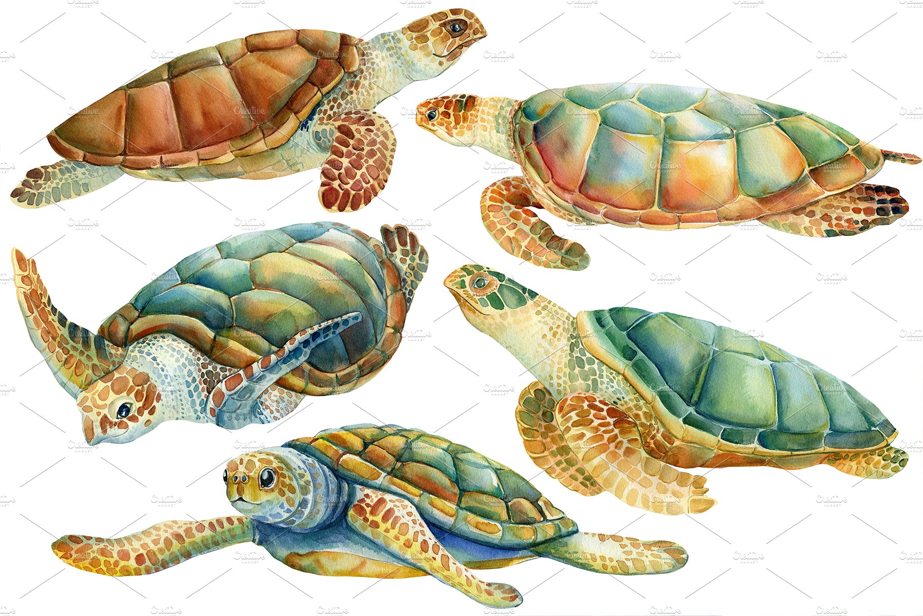 Sea Turtle Illustration.