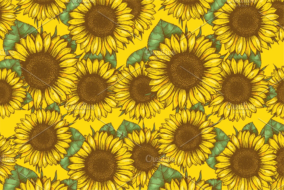 Sunflower Illustrations.