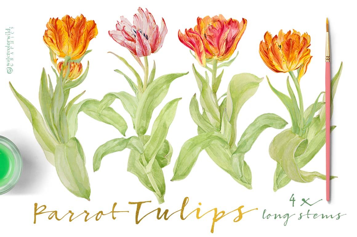 Vintage Parrot Tulips-Clipart Set.