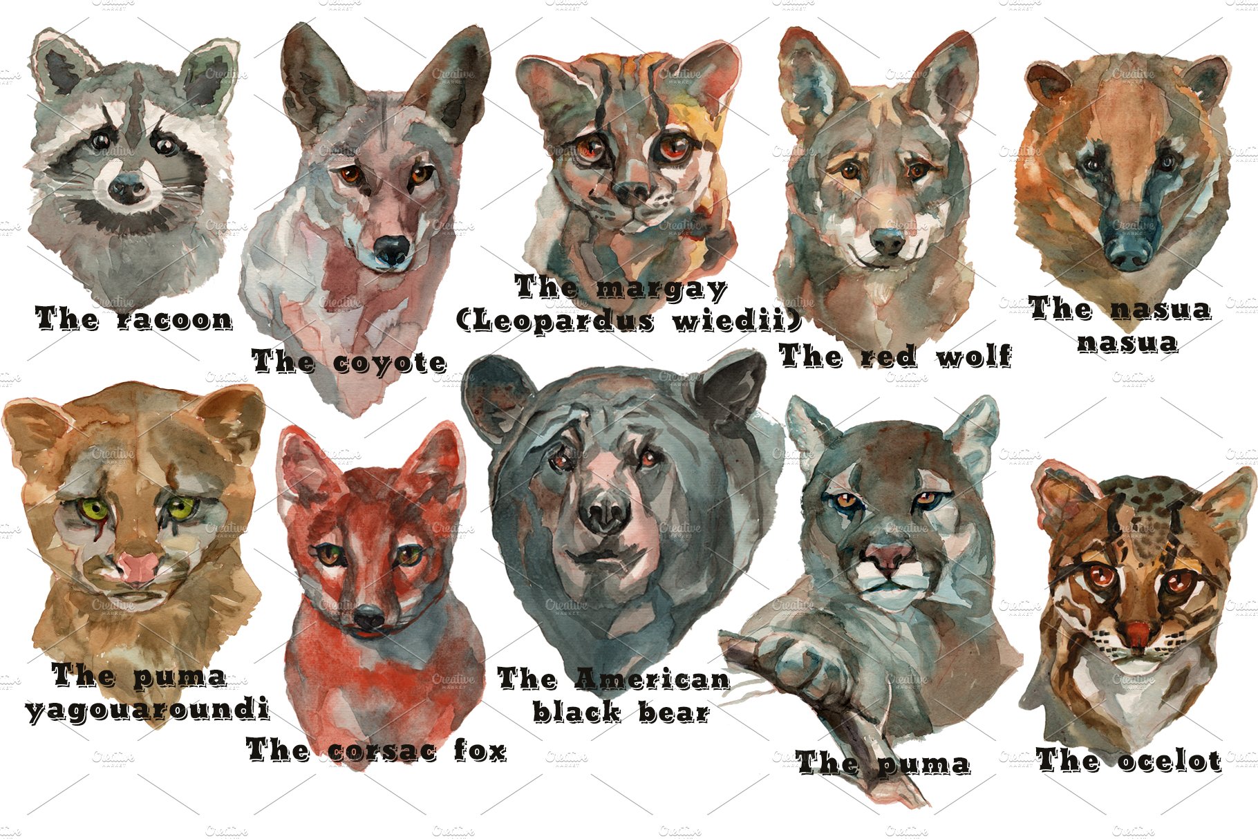 Texas Wild Animals Watercolor Set.