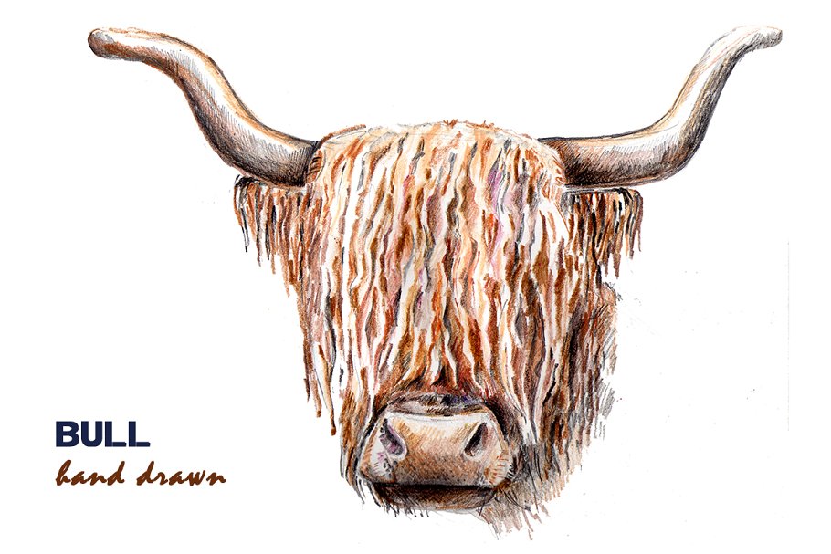 Bull hand drawn picture.