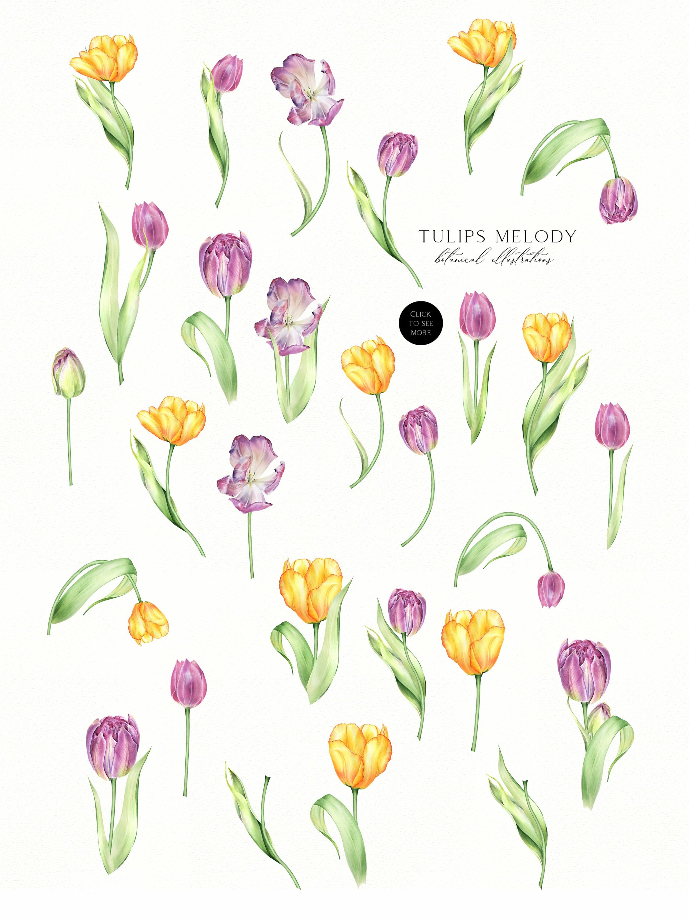 Watercolor Tulips Melody.