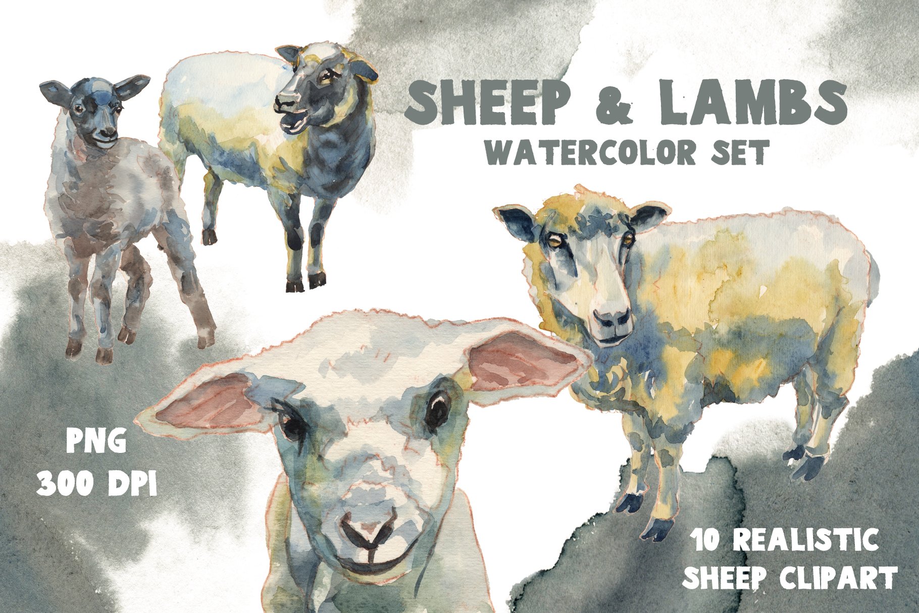 Sheep & Lambs Watercolor Set.