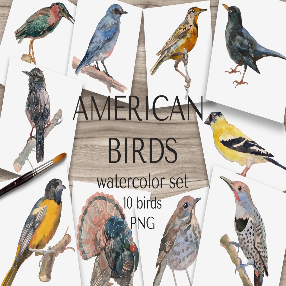 American Birds Watercolor Set.