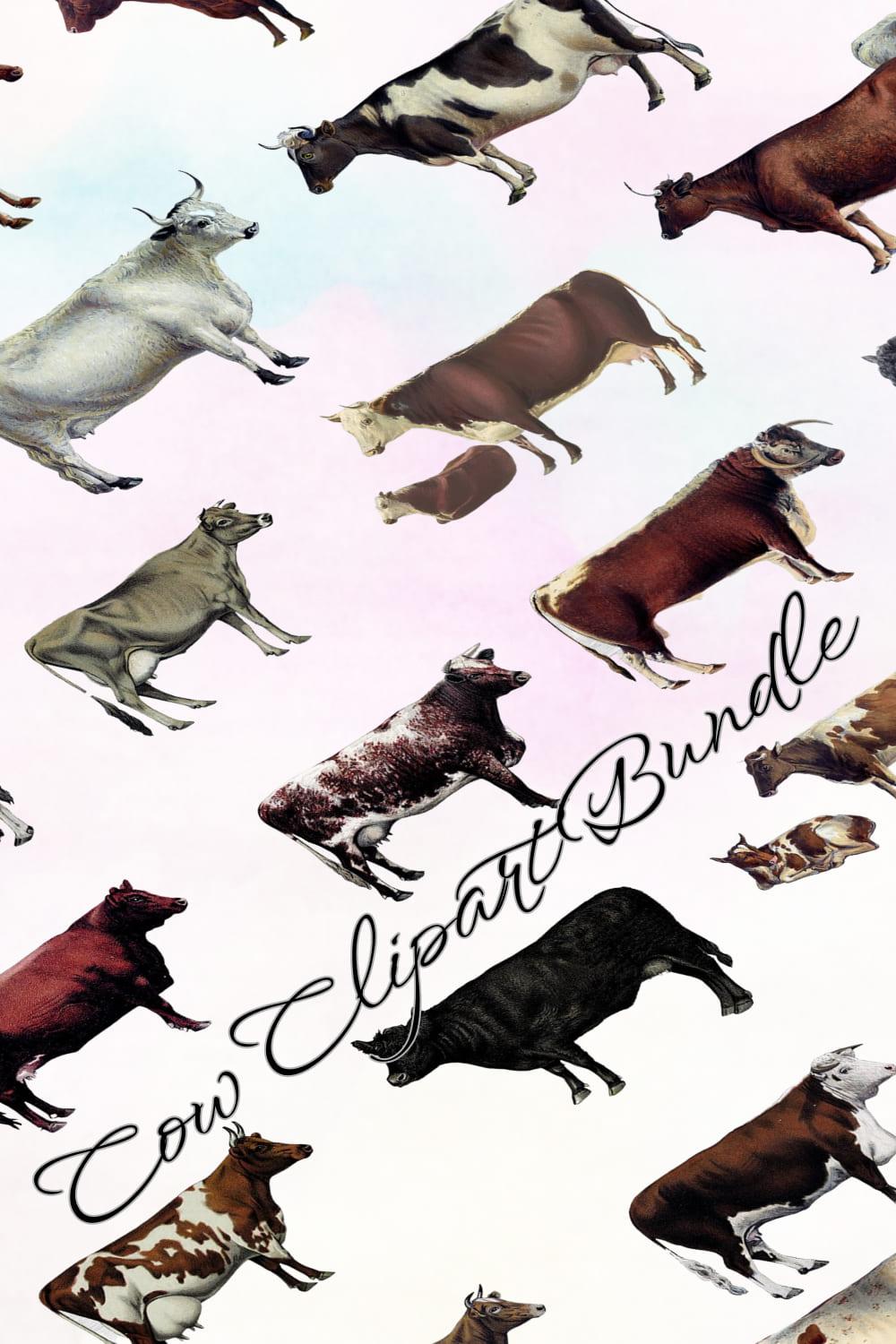 cow clipart bundle 04