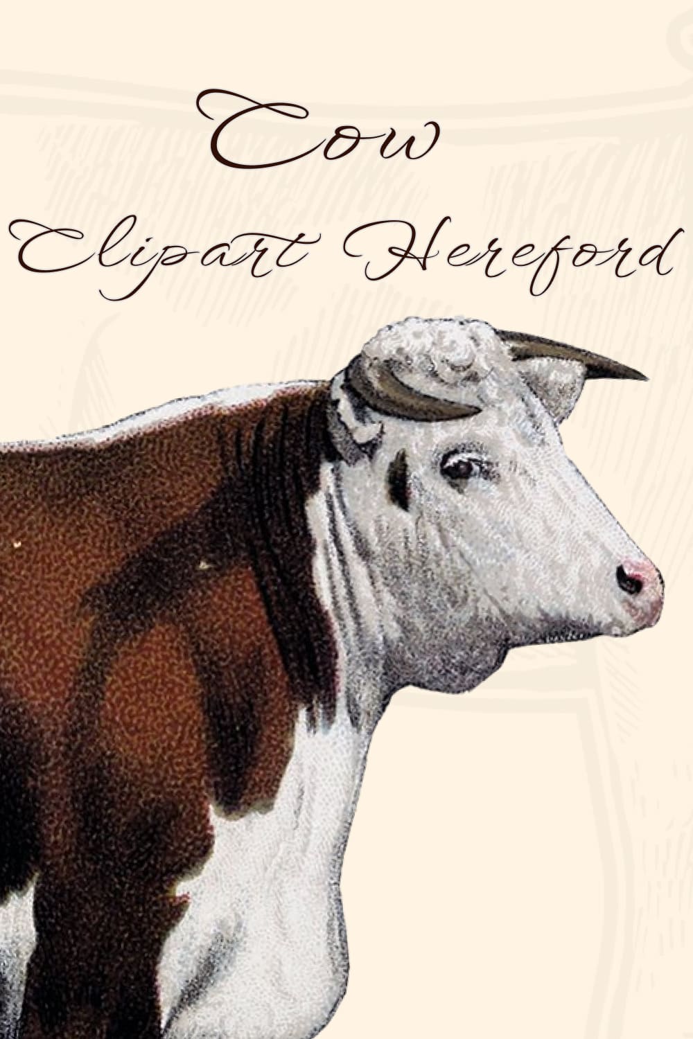 Cow Clipart Hereford - Pinterest Image Preview.