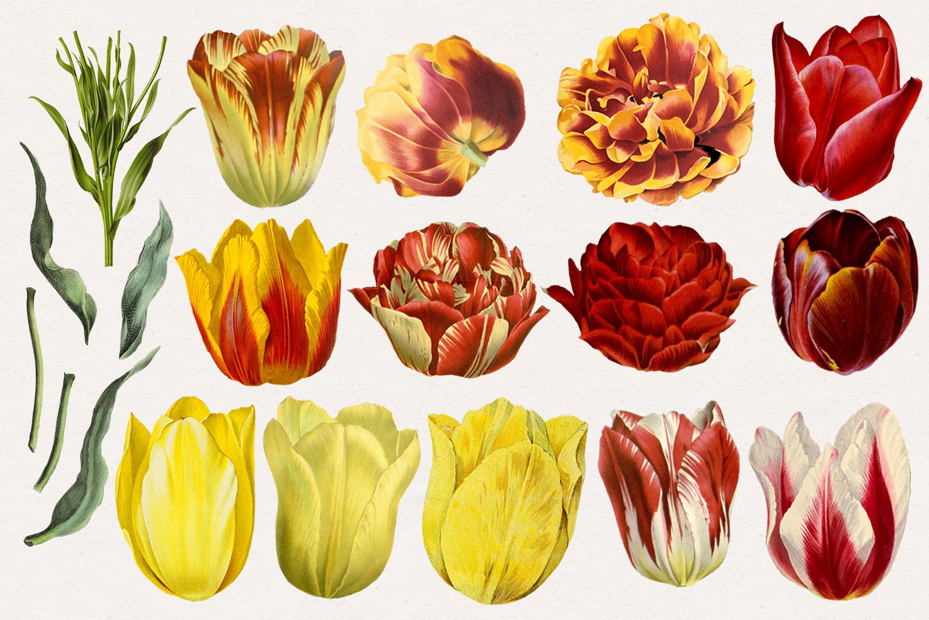 Vintage Watercolor Tulips.