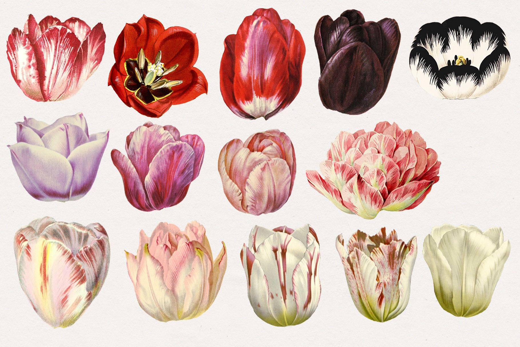 Vintage Watercolor Tulips.