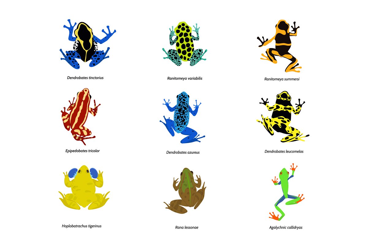 The main image preview of Set Of Different Frogs, Flat Design.