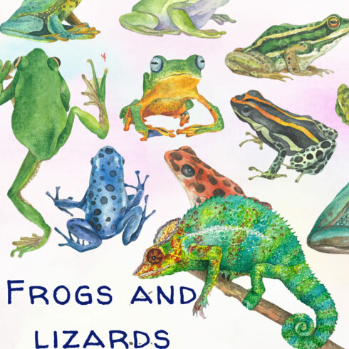 13 PNG high quality hand drawn exotic frogs and lizards with transparent background.