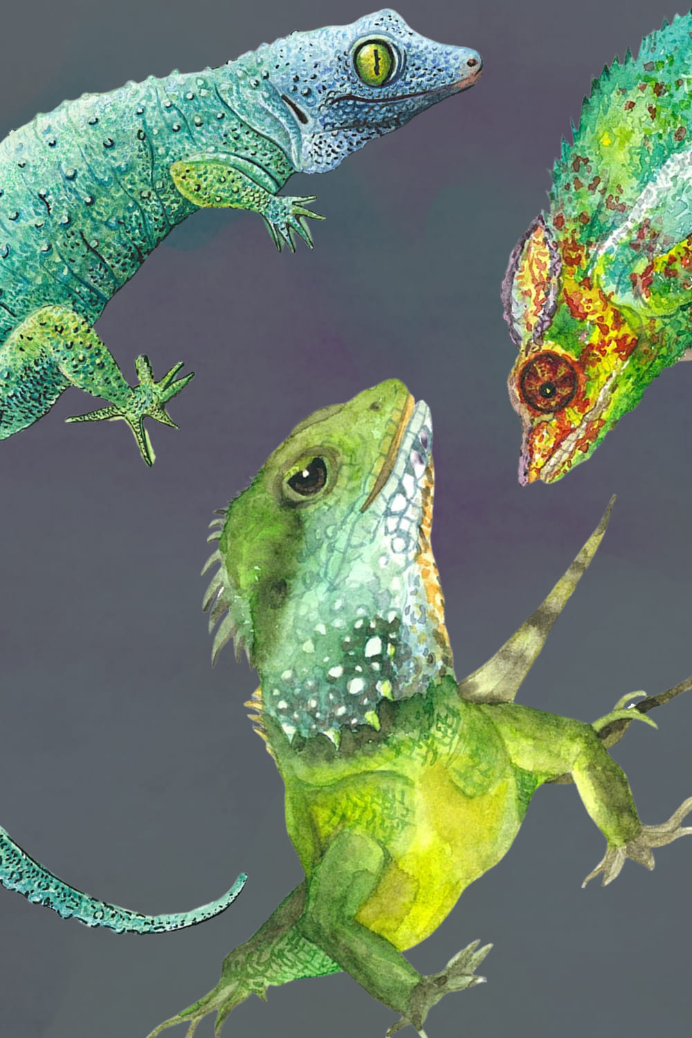 13 PNG high quality hand drawn exotic frogs and lizards with transparent background.