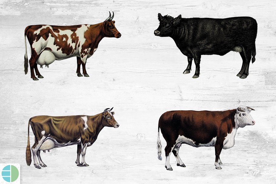 Different cows pictures.