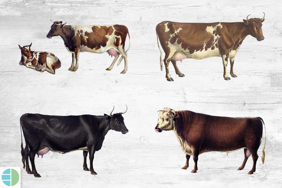 These beautiful paintings realistically capture these cows.