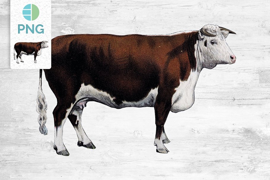 The main image preview of Cow Clipart Hereford.