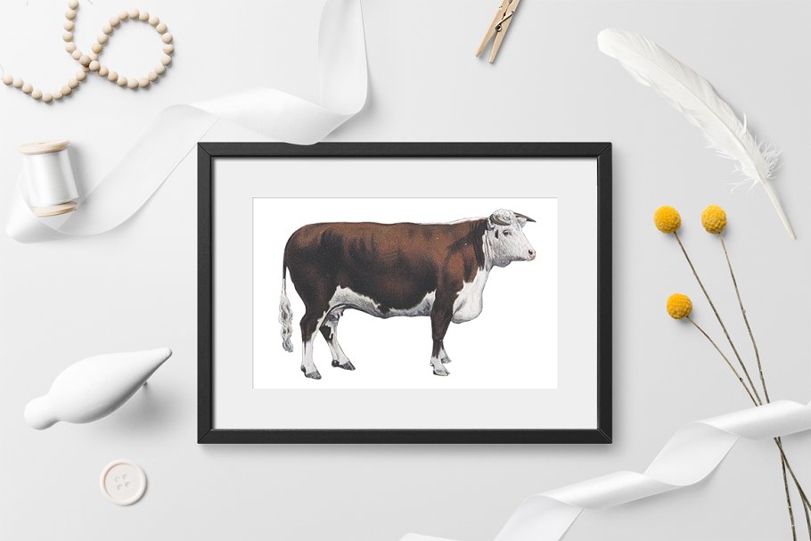 Cows in various available formats.