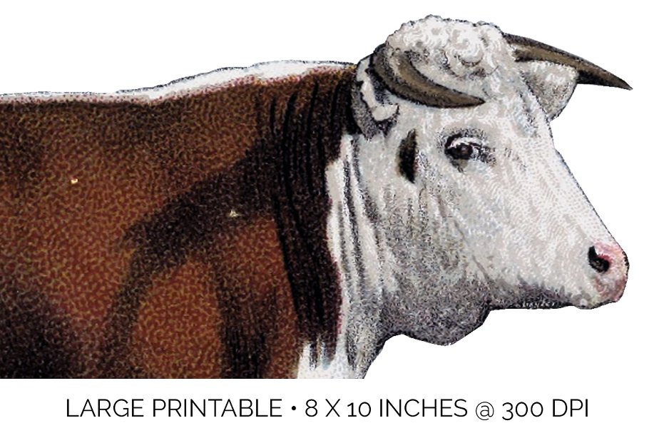 The handpicked vintage cow graphics have been carefully color corrected to look fresh and new.