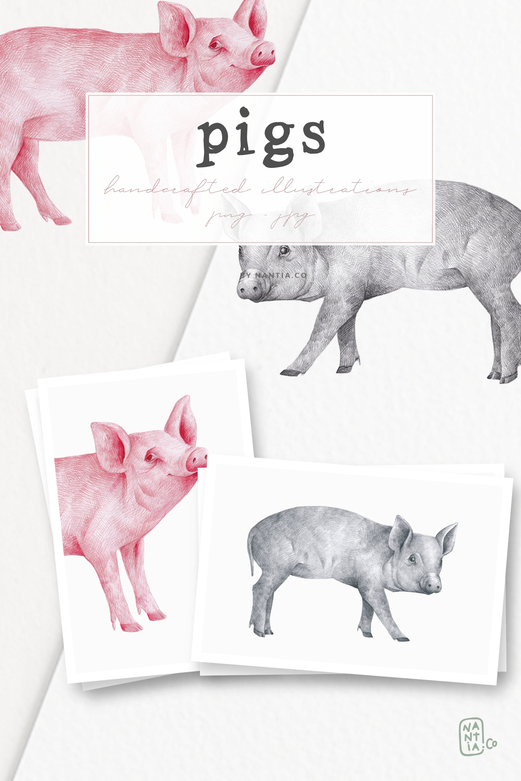 Hand Drawn Illustrations Pigs.