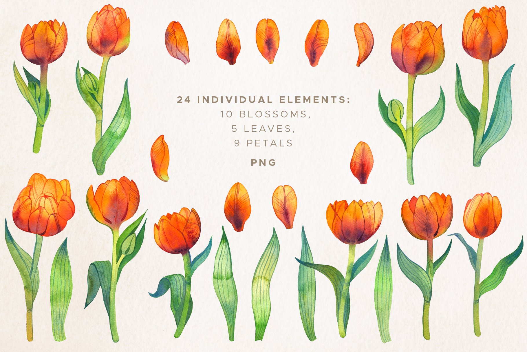 Fiery Watercolor Tulip Flowers.