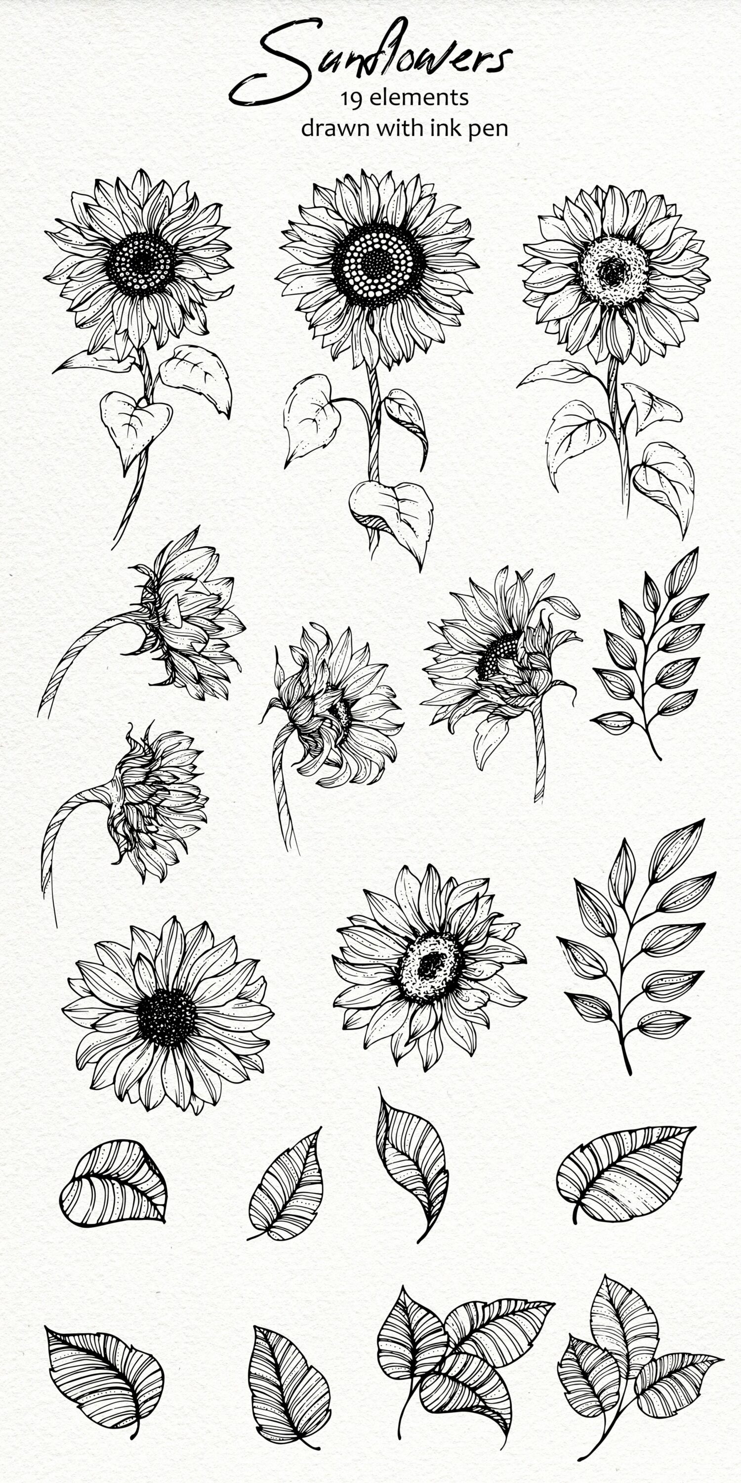 Sunflowers. Ink Line Art.