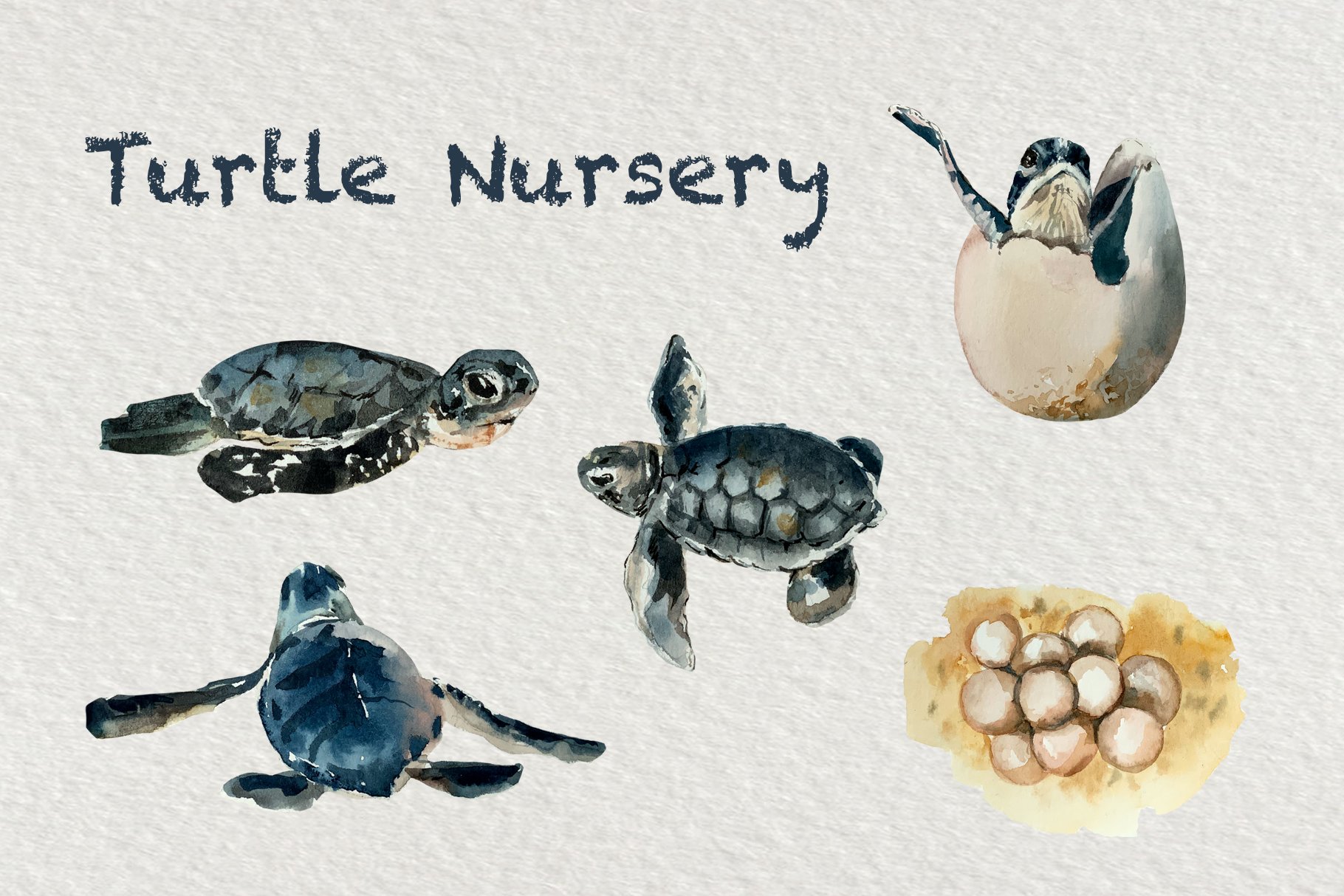 Sea Turtle Life Cycle Watercolor.