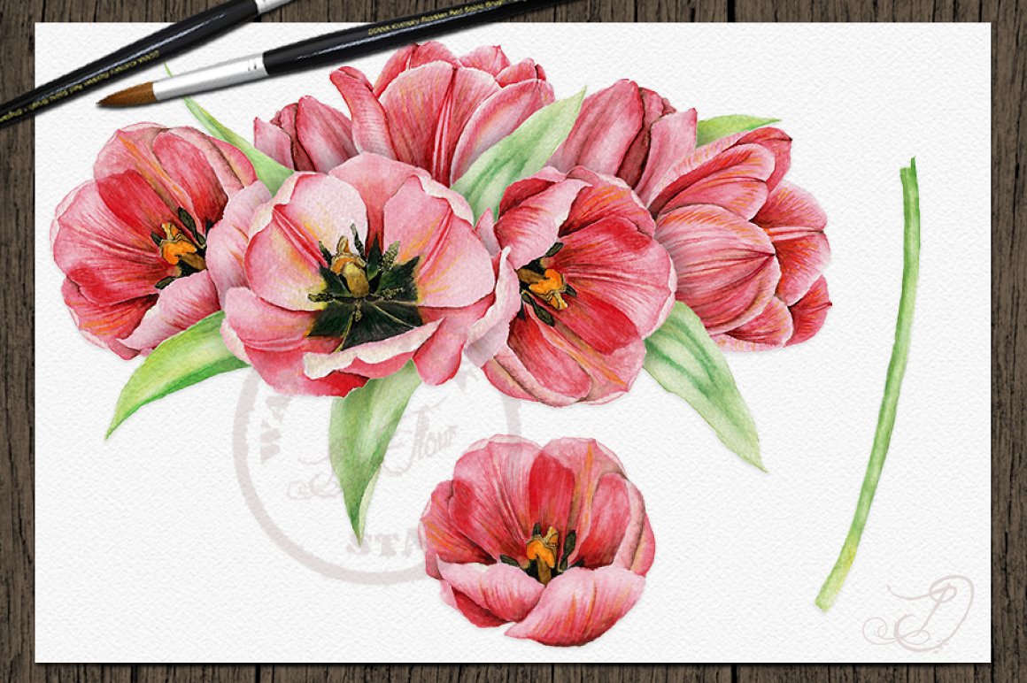  Tulip Watercolor Clip Art.