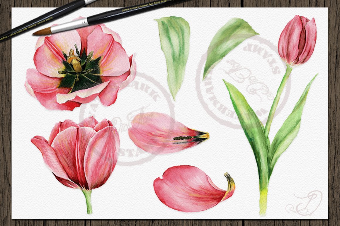  Tulip Watercolor Clip Art.