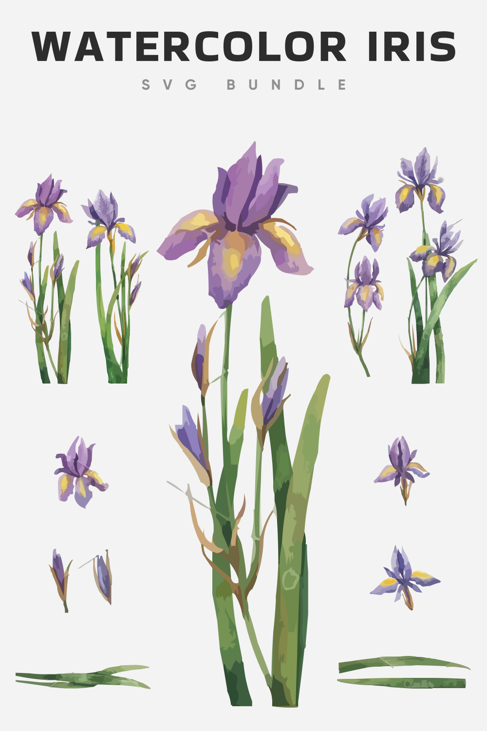 Individual purple iris flower.