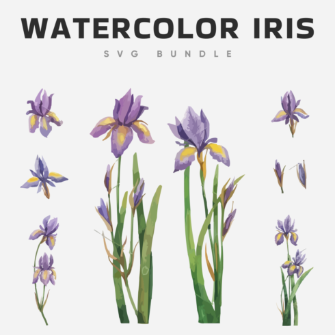Watercolor Iris svg bundle.