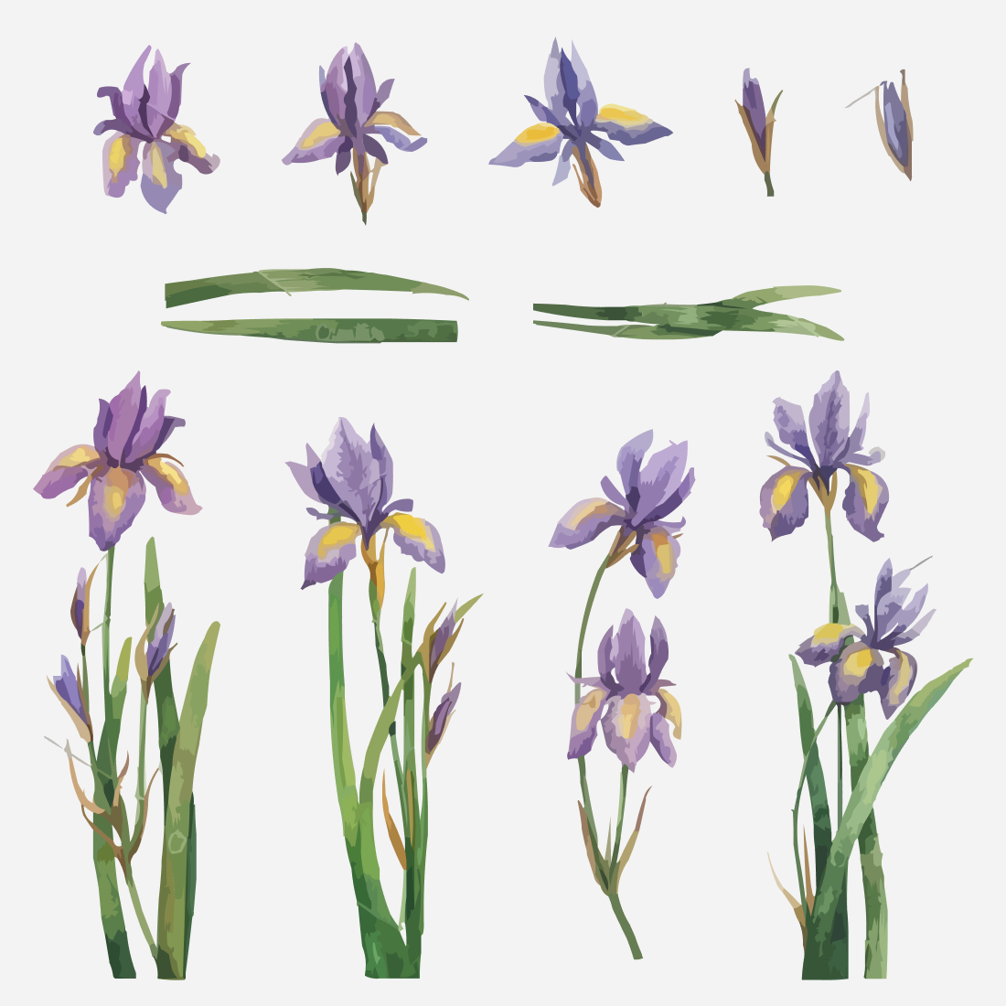 Watercolor Iris svg bundle cover.