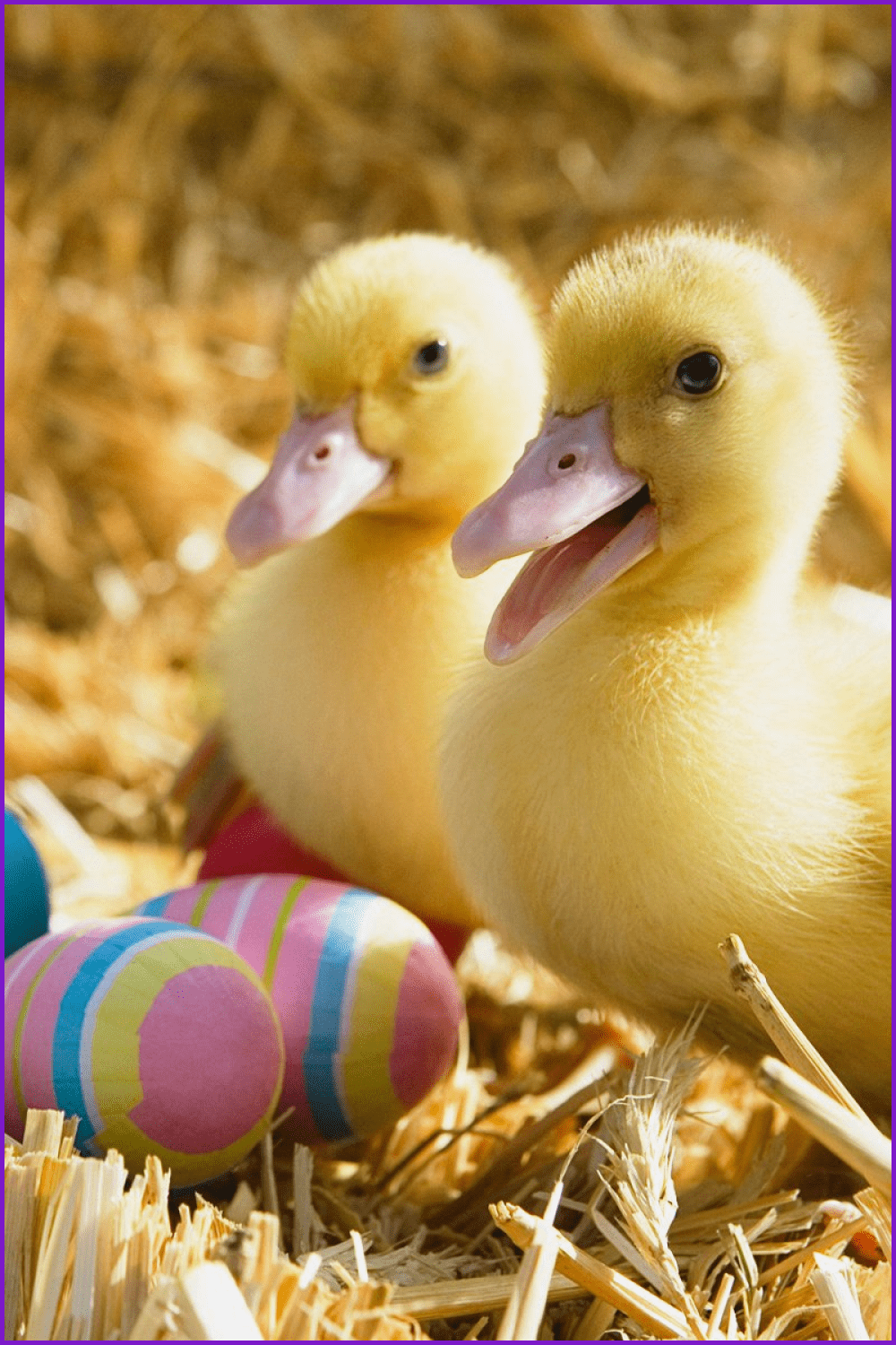 Simple Easter Ducks Background.