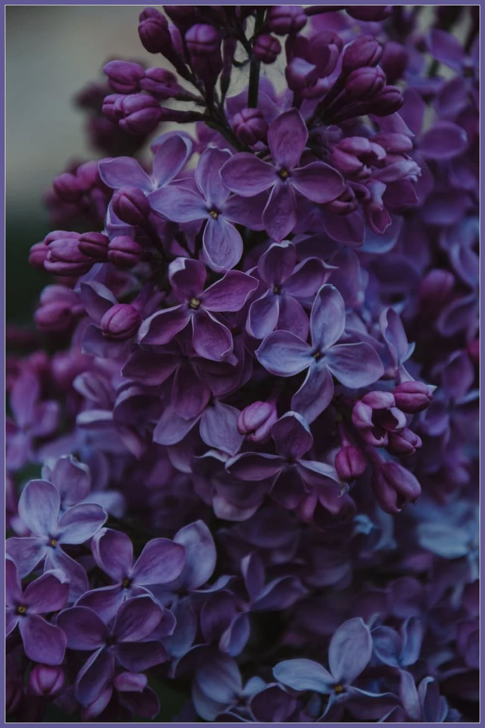 Background with violet Lilac flowers.
