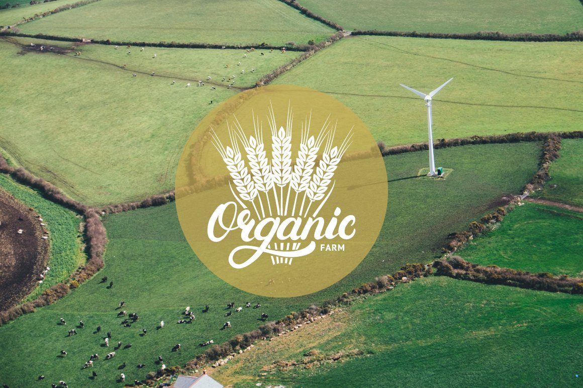 Organic wheat on eco logo.