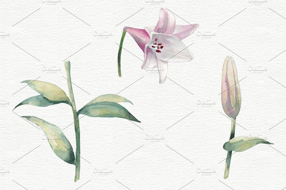 Lilies Watrercolor Painting.