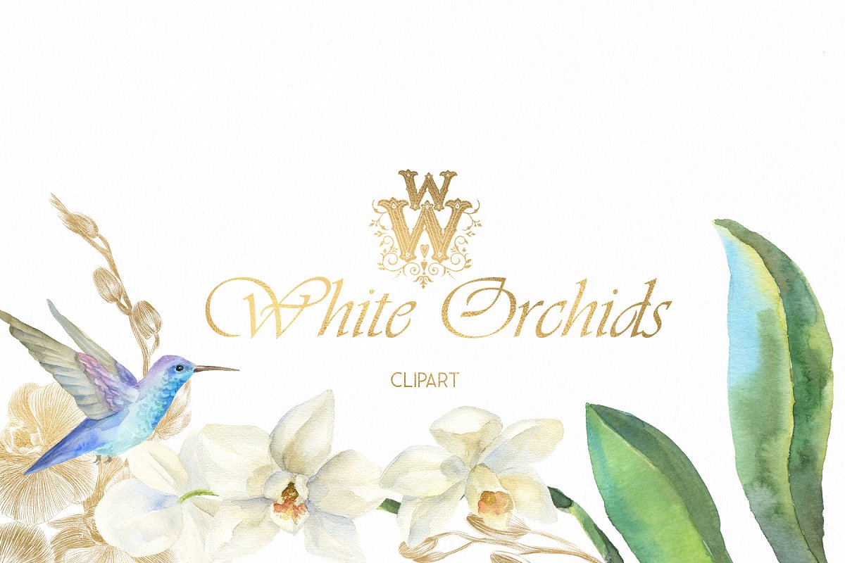 Beautiful set of white orchids are hand-painted in watercolor.