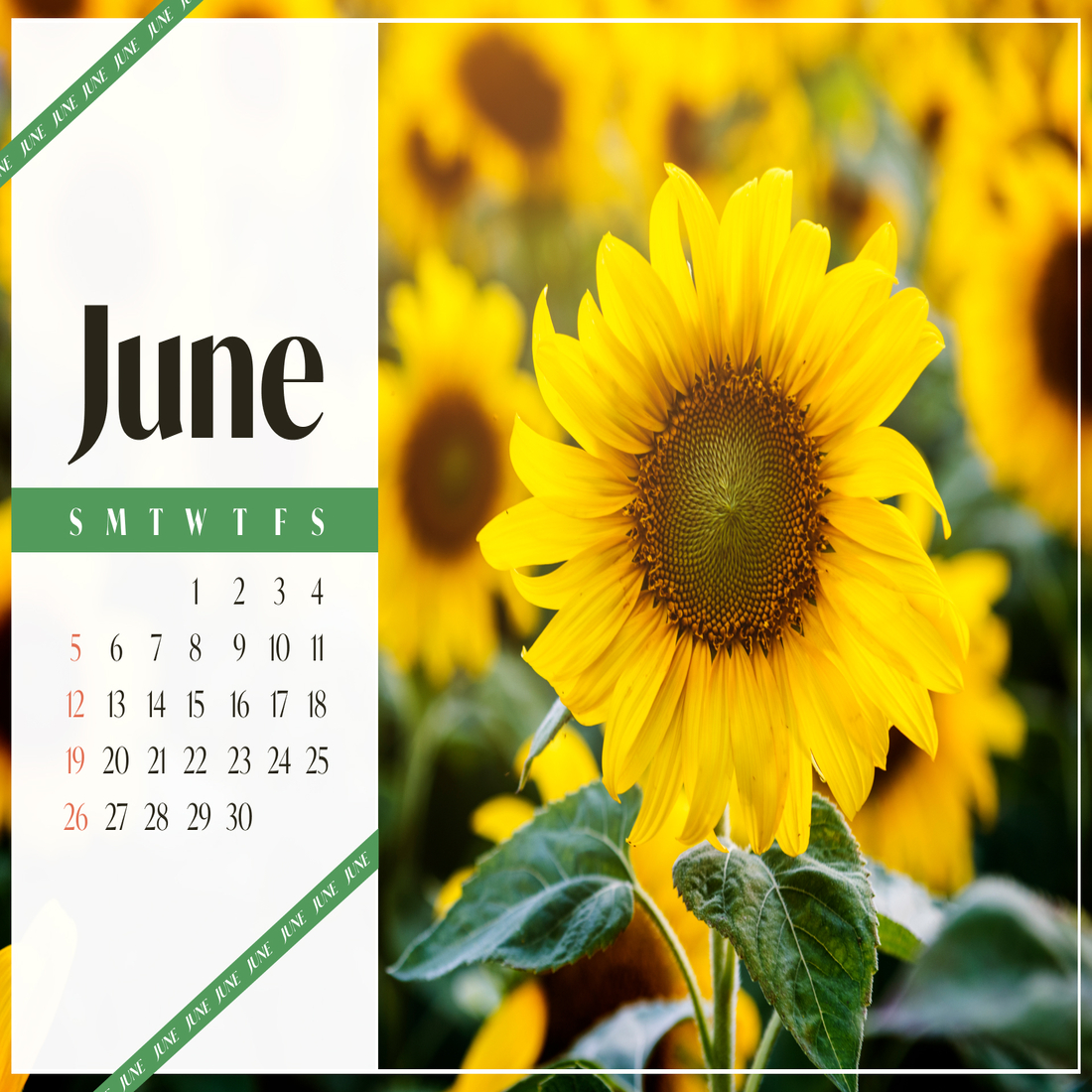 Sunflower Free June Calendar cover.