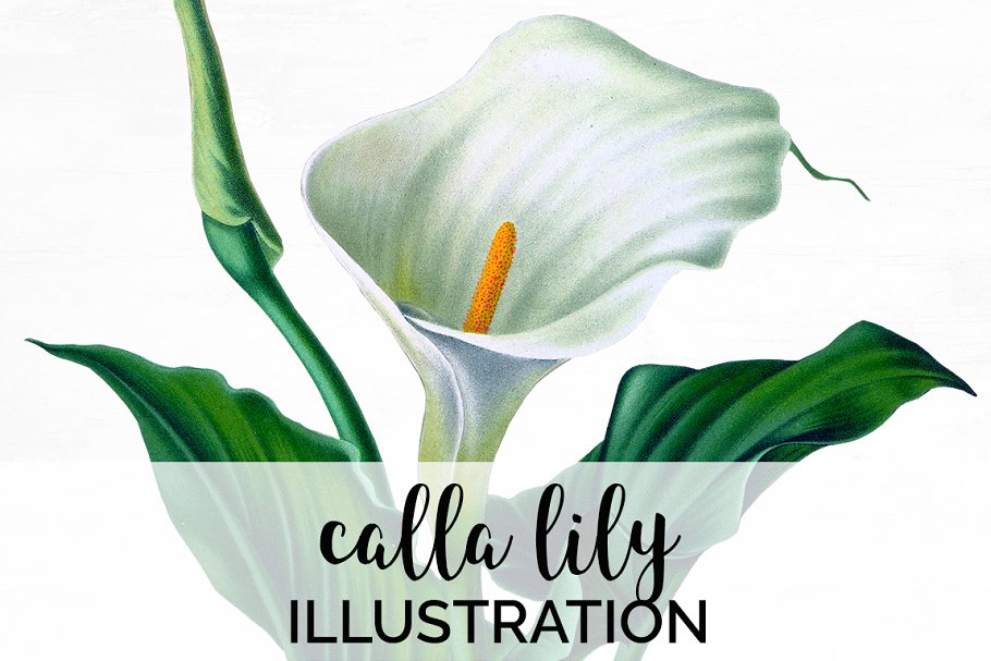 Cover image of Lily Clipart Vintage White Flowers.