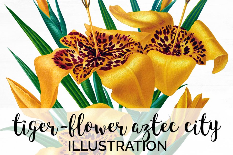 Cover image of Lily Clipart Vintage Flowers.