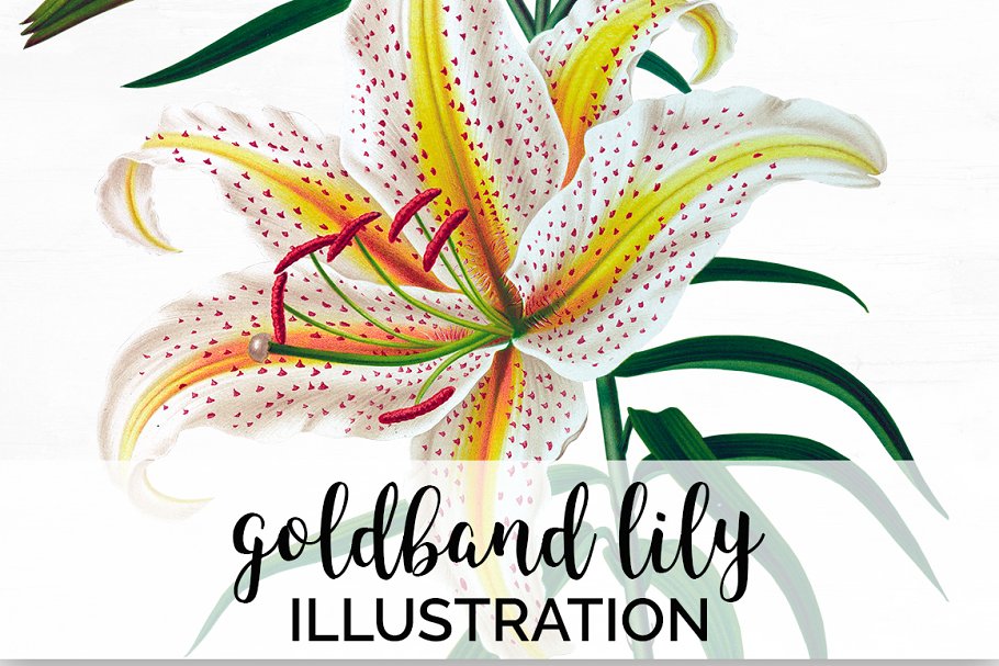 Cover image of Lily Clipart Vintage Flowers.