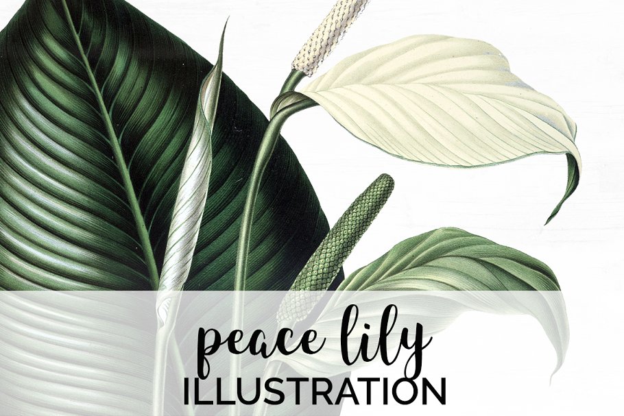 Peace lily illustration.