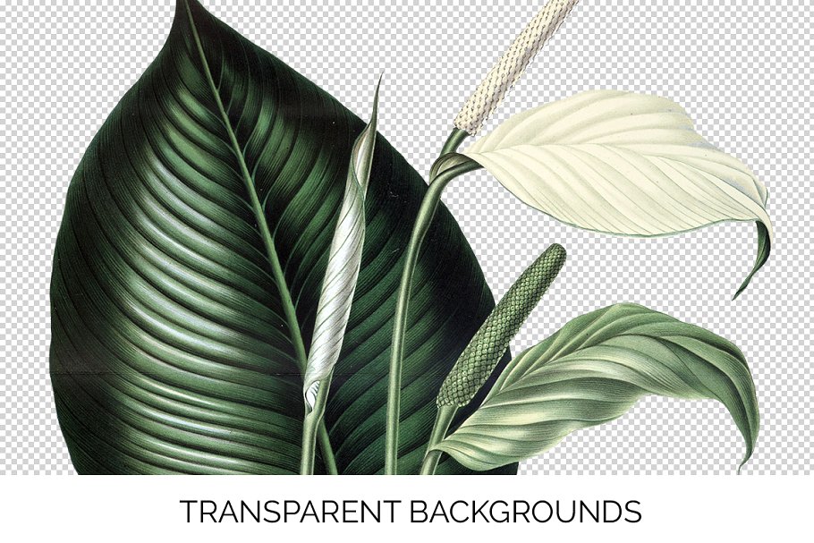 This set includes PNG File Type images with transparent background.
